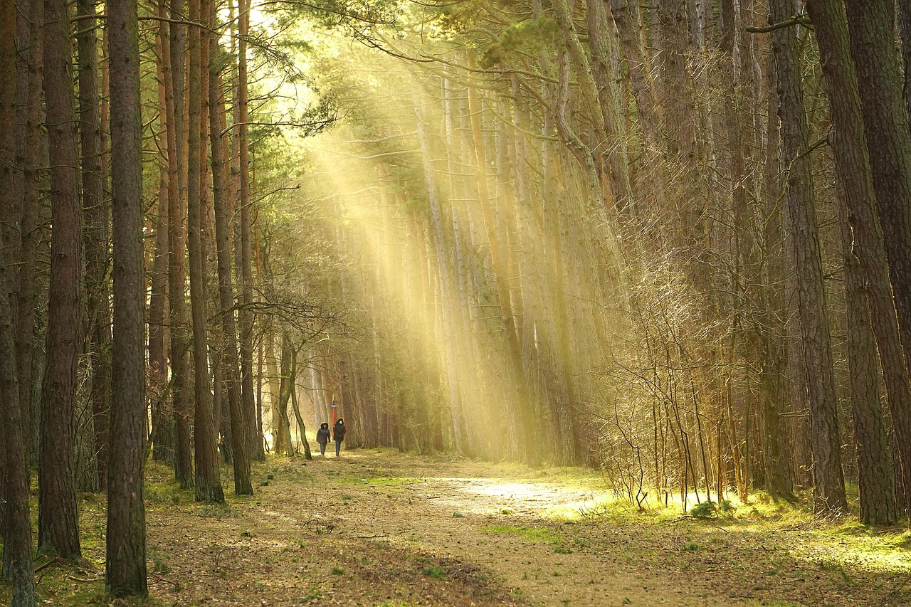つむじの育毛に効果的な食事とは？