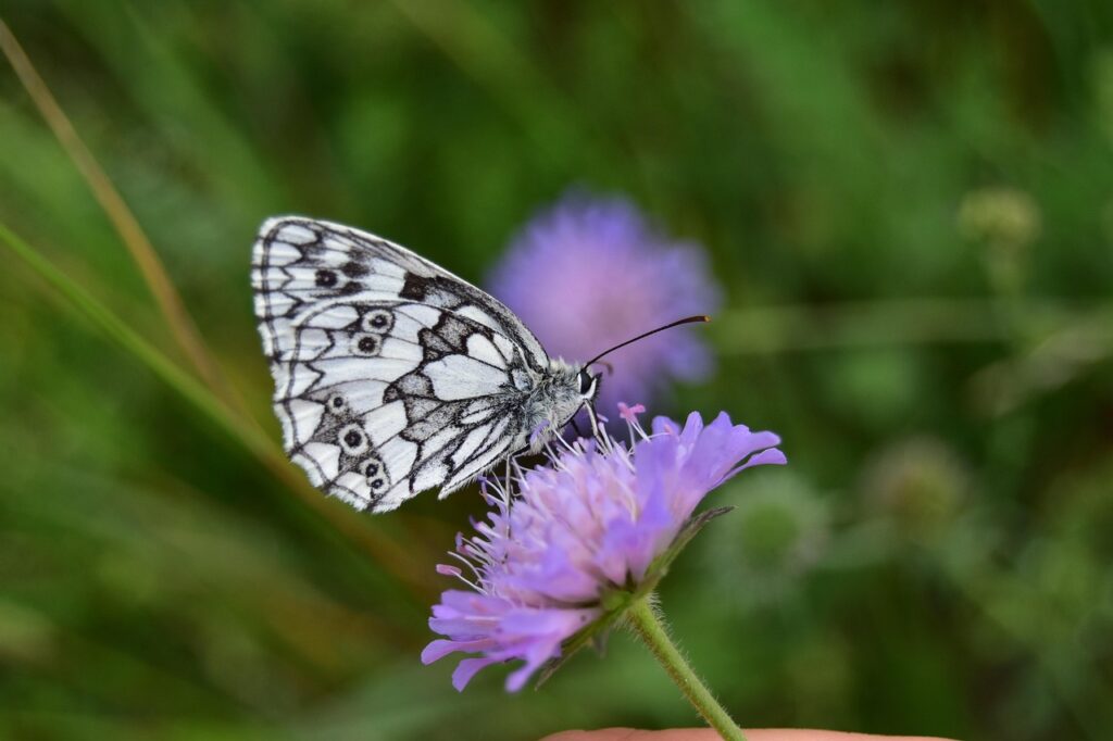 レディースのつむじ薄毛をカバーするためのおすすめアイテムは？