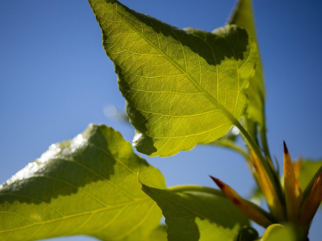 若いつむじが薄い人のための対策法は？