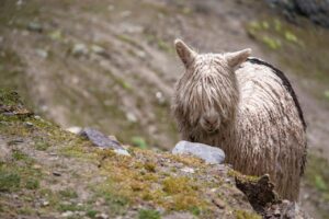 つむじが薄いと感じる前髪のスタイリング方法は？