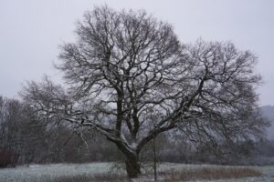 つむじハゲを隠すためのおすすめ帽子は？