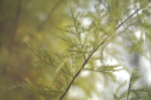 はげ隠しに効果的なパーマの種類は？