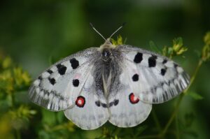 短髪でつむじが目立つ悩みを解消する方法は？