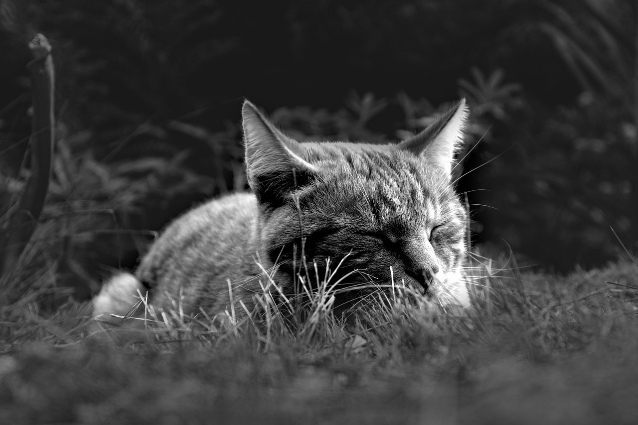 つむじの薄毛対策に効果的な睡眠と栄養は何ですか？