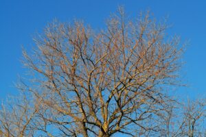 つむじハゲを瞬間的に隠す方法はばれない？