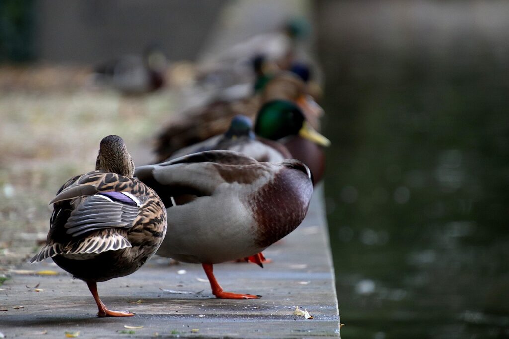 40代のつむじハゲを朝のスタイリングで隠す方法は？