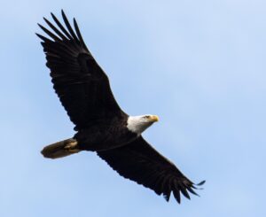 つむじハゲを隠すパウダーの口コミは本当に役立つ？