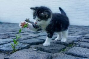 つむじ薄毛に最適な増毛パウダーの比較はどれがいい？
