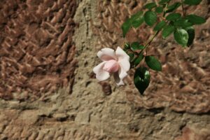 つむじ薄毛を朝にすぐ隠す方法は？